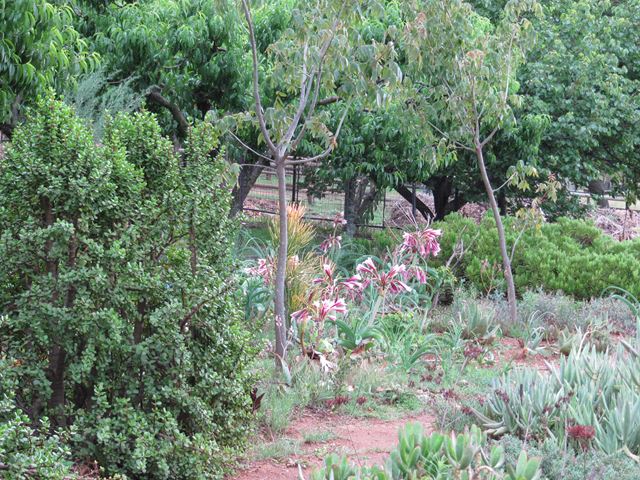 Crinum bulbispermum in garden 2