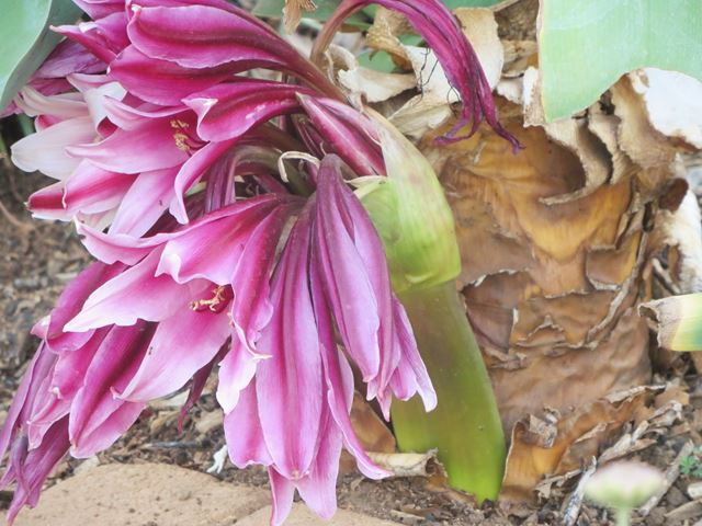 Crinum bulbispermum inflorescence and bulb with leaf scales