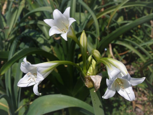Crinum bulbispermum white flowers