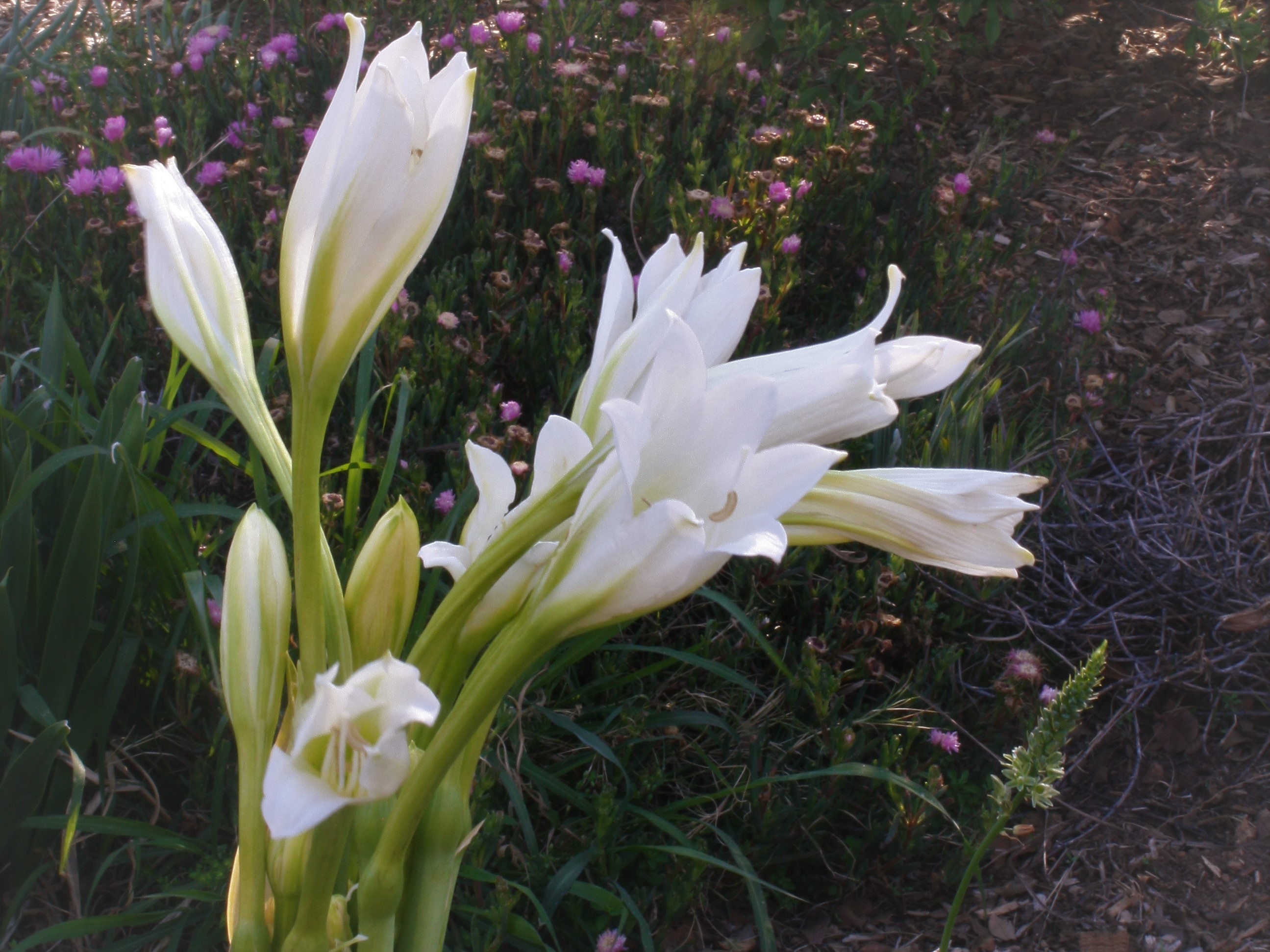 Crinum Bulbispermum White Orange River Lily Oranjerivierlelie Umduze Mototse