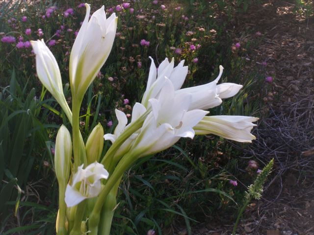 Crinum bulbispermum white