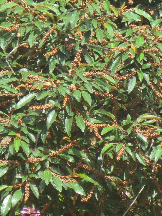 Croton gratissimus Lavender Fever Berry Laventelkoorsbessie mufhorola moologa umahlabekufeni