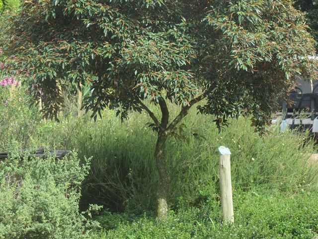 Croton gratissimus tree at Random Harvest 2