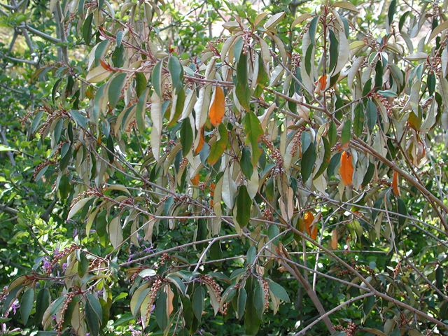 Croton gratissimus underside of leaves