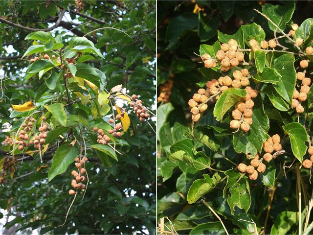 Croton sylvaticus fruit bearing tree that attracts wildlife