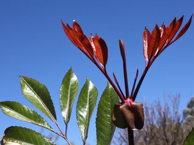Cunonia capensis Red elder showing maroon leaves and butterspoon bud