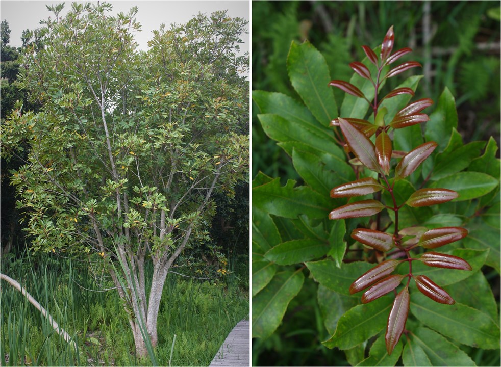 Cunonia capensis Red Alder Rooiels Umaphetu Umqwashube