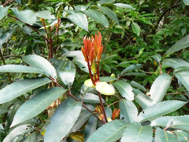 Cunonia capensis apical buds
