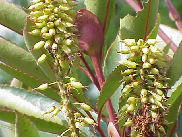 Cunonia capensis fruit