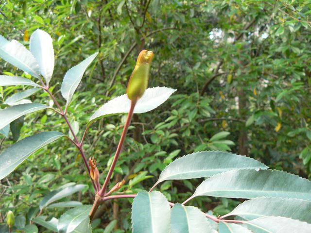 Cunonia capensis spoon bud