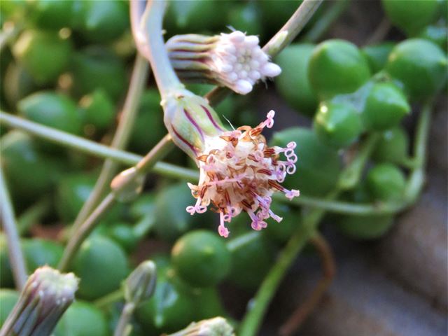 Curio rowleyanus Asteraceae