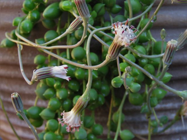 Curio rowleyanus flowers