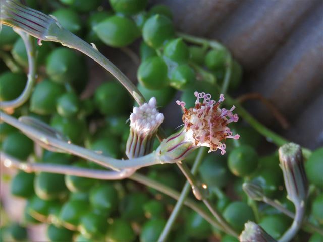 Curio rowleyanus string of pearls succulent