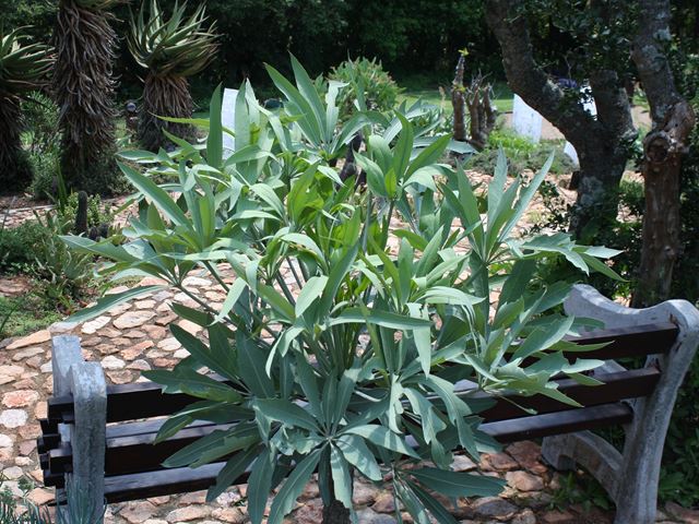 Cussonia paniculata subsp paniculata
