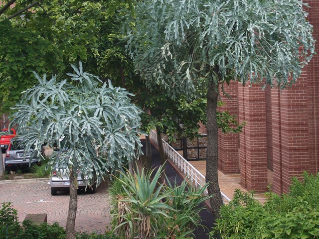 Cussonia paniculata subsp sinuata in landscaped office garden