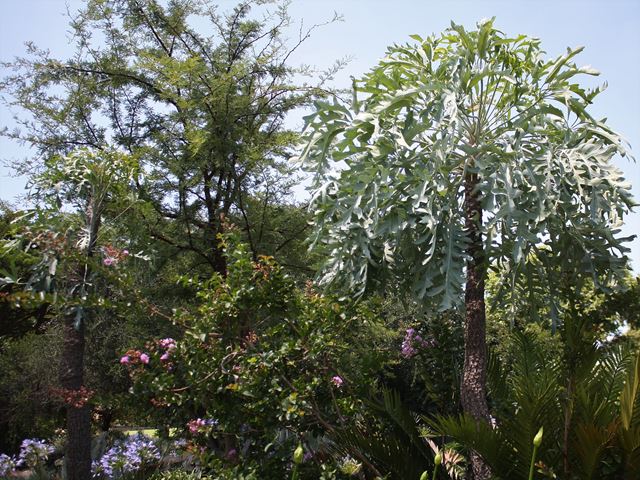 Cussonia paniculata subsp sinuata