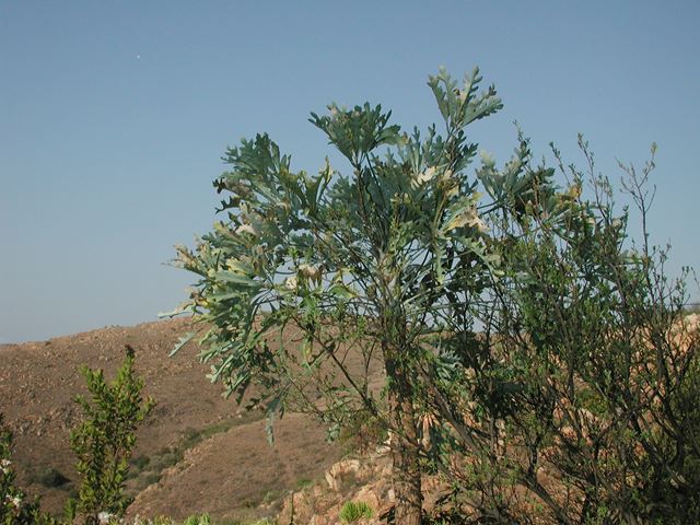 Cussonia paniculata tree 2