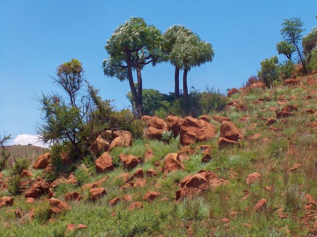 Cussonia paniculata tree