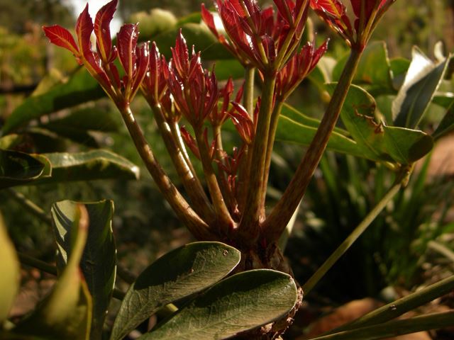 Cussonia sphaerocephala indigenous forest garden plant for birds
