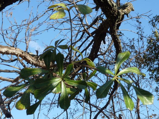 Cussonia thyrsiflora leaves