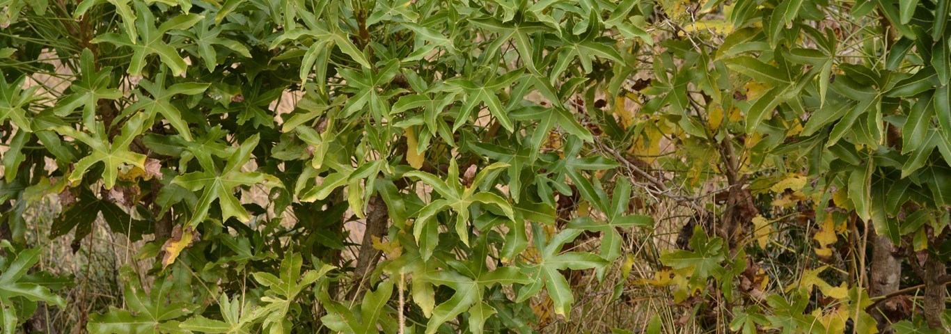 Cussonia zuluensis