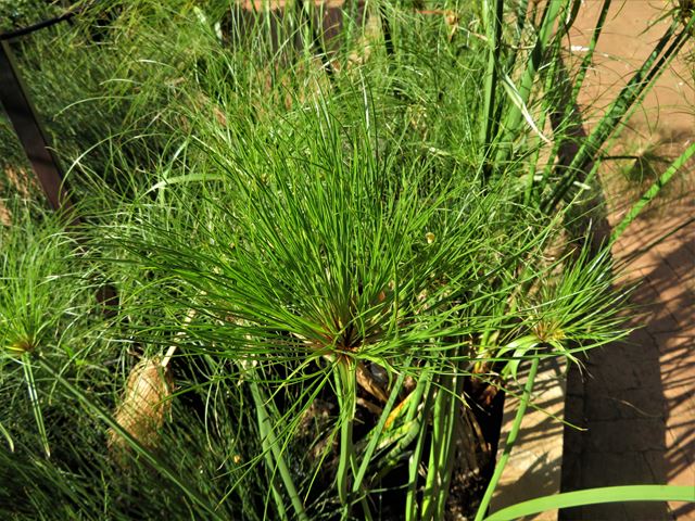 Cyperus papyrus for sale at Random Harvest Nursery