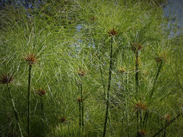 Cyperus papyrus tall plants for ponds dams