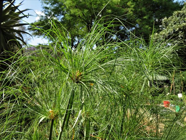 Cyperus papyrus where to buy water plants