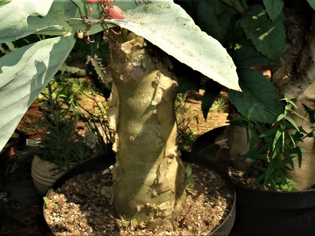 Cyphostemma juttae succulent stem