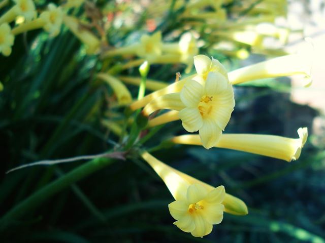 Cyrtanthus mackenii flowers 1