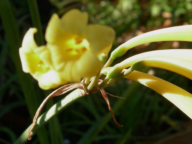 Cyrtanthus mackenii flowers attachment to flowering stalk