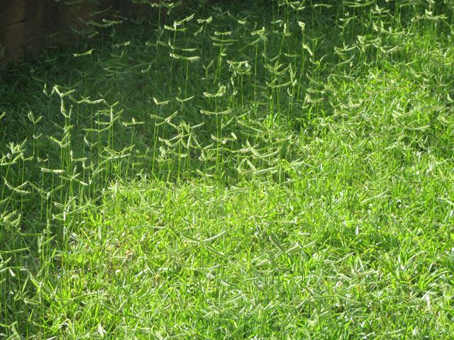 Dactyloctenium australe Durban Grass for lawns semi shade and sun