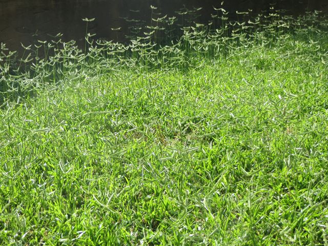 Dactyloctenium australe Natal Crowsfoot Grass hardy lawngrass