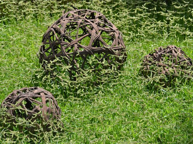 Dactyloctenium australe evergreen versatile lawn grass