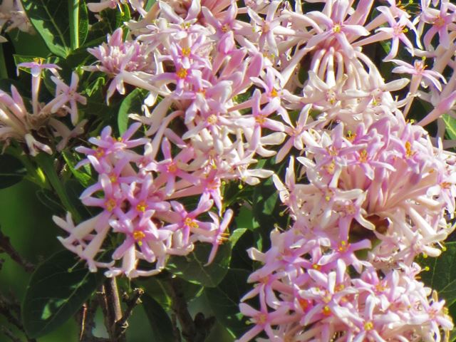 Dais cotinifolia flowers 2