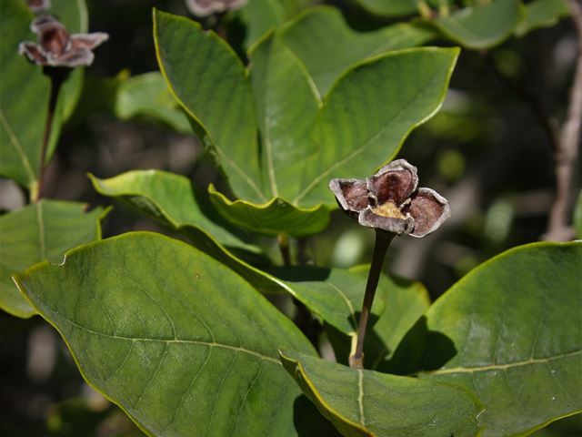 Dais cotinifolia remnant calyx