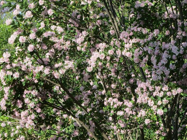 Dais cotinifolia tree flowers 2