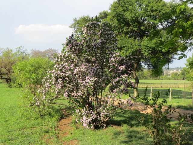 Dais cotinifolia tree flowers