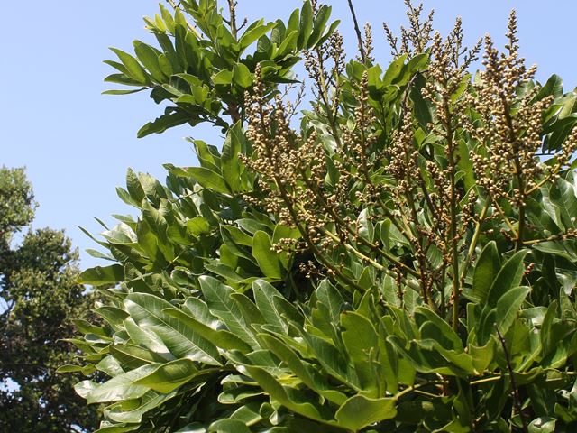 Deinbolia oblongifolia Indigenous Shrubs