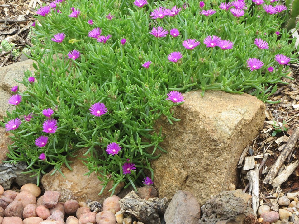 delosperma ground cover