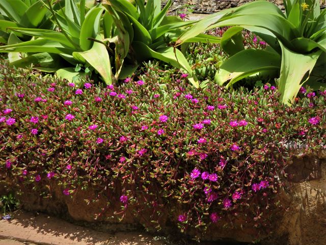 Delosperma scabripes flowering succulent groundcover