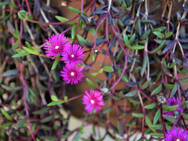 Delosperma scabripes hardy container plants with flowers