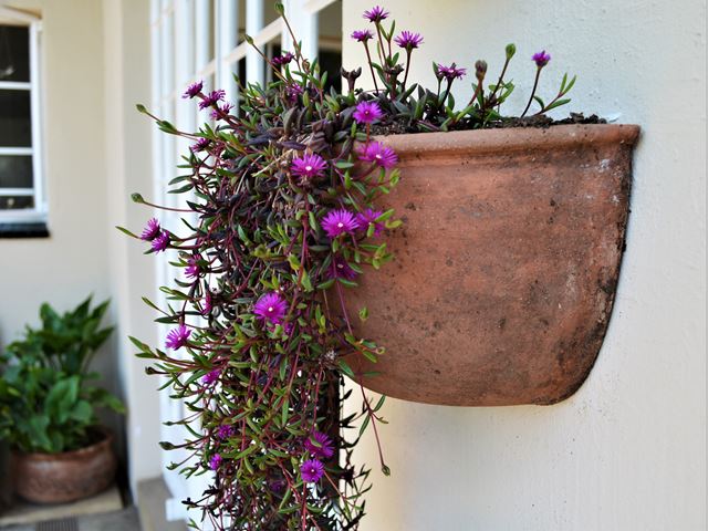 Delosperma scabripes versatile succulent for vertical wall gardens