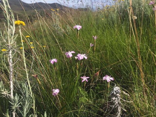 Dianthus basuticus Eastern Cape grasslands Rhodes