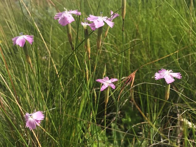 Dianthus basuticus delicate flowers for a grassland meadow garden