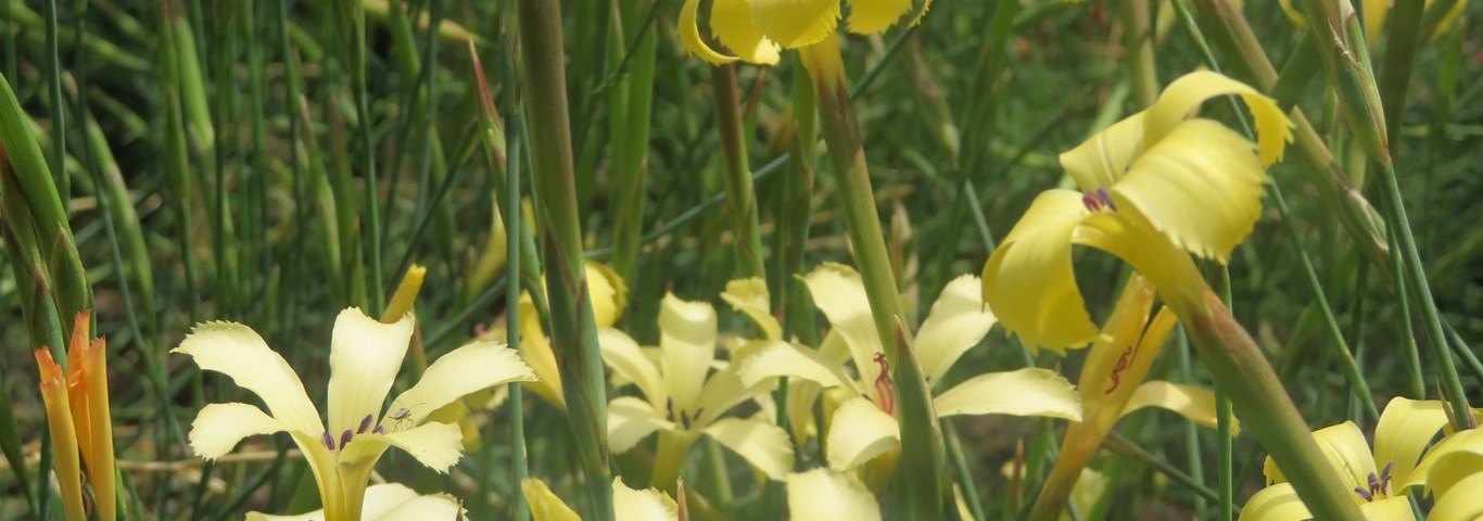 Dianthus namaensis