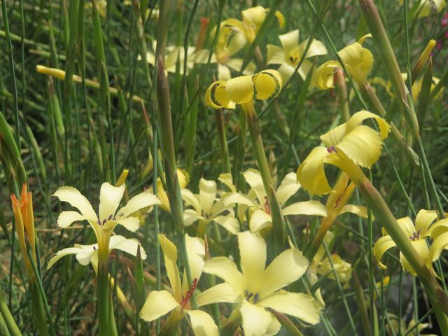 Dianthus namaensis Grass Carnation for flowering meadows