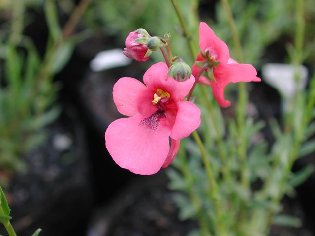 Diascia integerrima flower showing nectar guide