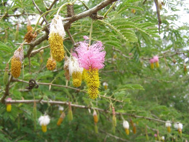 Dichrostachy cinerea Sekelbos pink and yellow hanging flowers