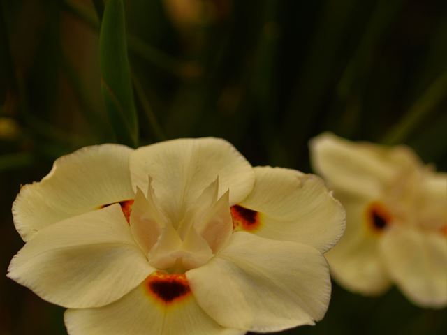 Dietes bicolor yellow iris